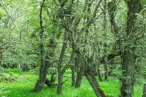 Natureza, Floresta, Árvores, Panorama
