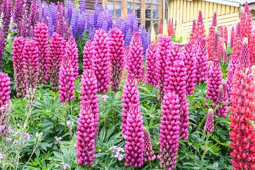 Flores, Jardim, Lavanda, Verão