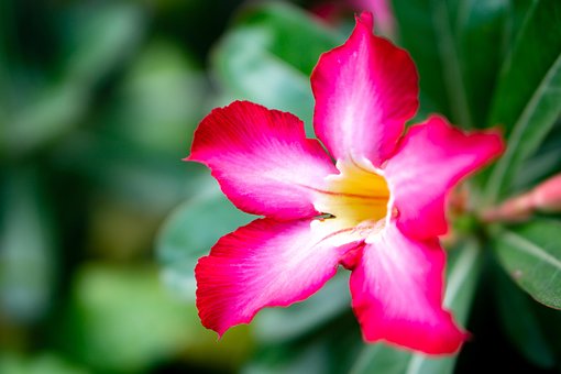 Free Flower Pink photo and picture