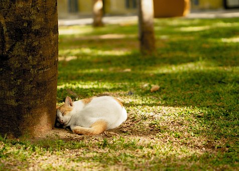 Free Cat Animal photo and picture