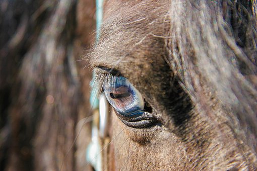 Free Horse Eye photo and picture
