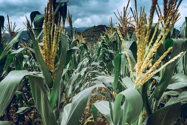 Free Garden Corn Farm Vietnam photo and picture