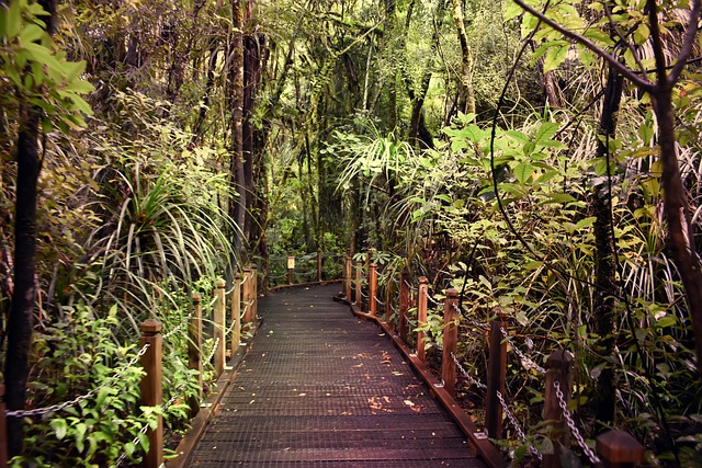 Free Foot Path Forest Walk photo and picture