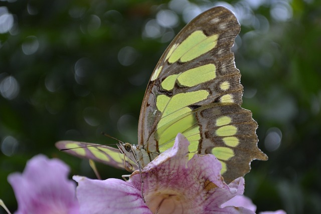 Sommerfugl, Grøn, Insekter, Natur