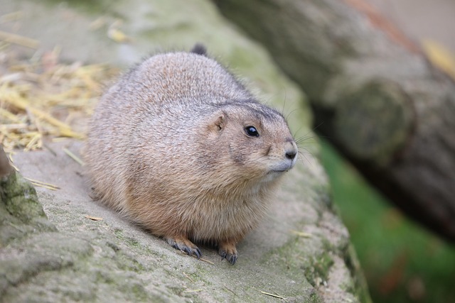 prairie dog, zoo, black-tailed prairie dog, marmot, cynomys ludovicianus, rodent, fur