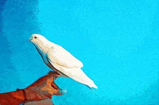 Frieden, Taube, Blau, Hintergrund