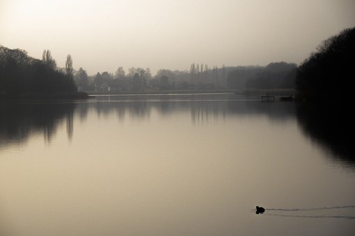 Estanque, Niebla, Agua, Naturaleza