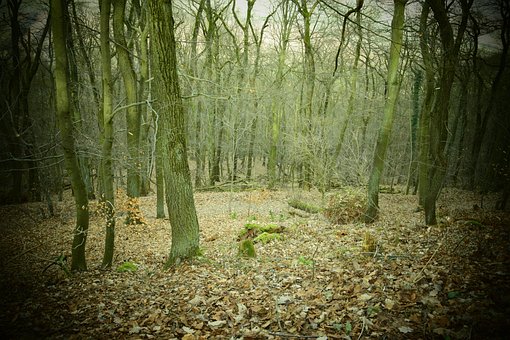 Skummelt, Skog, Forlatt, Uhyggelig