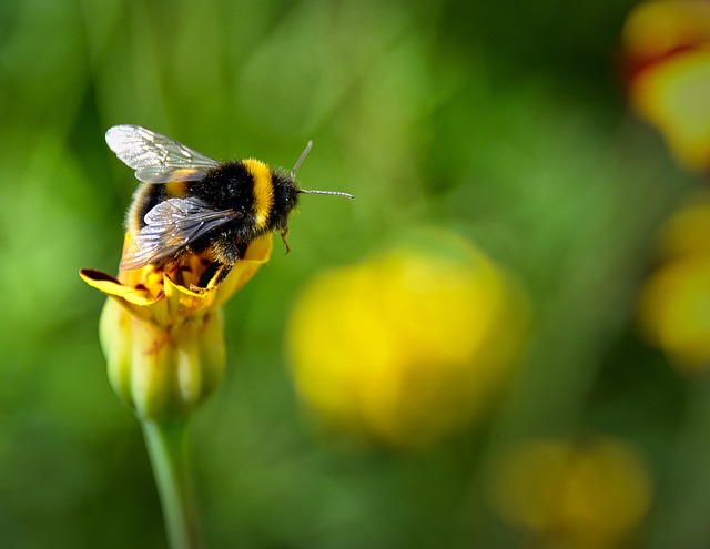 Humlebi, Mælkebøtte, Gul, Blomst, Eng