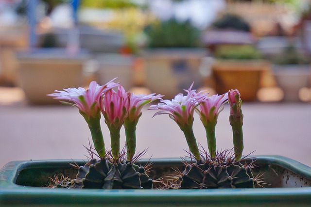 Free Nature Flowers photo and picture