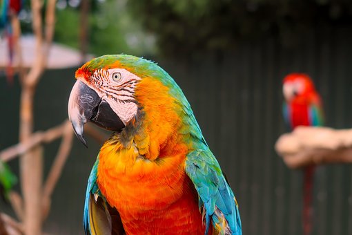 Papagei, Vogel, Feder, Natur, Gefieder