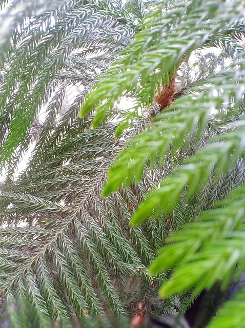 Free Green Plant photo and picture