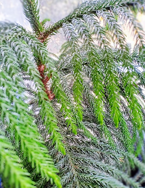Free Green Plant photo and picture