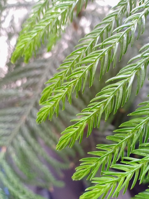 Free Green Plant photo and picture