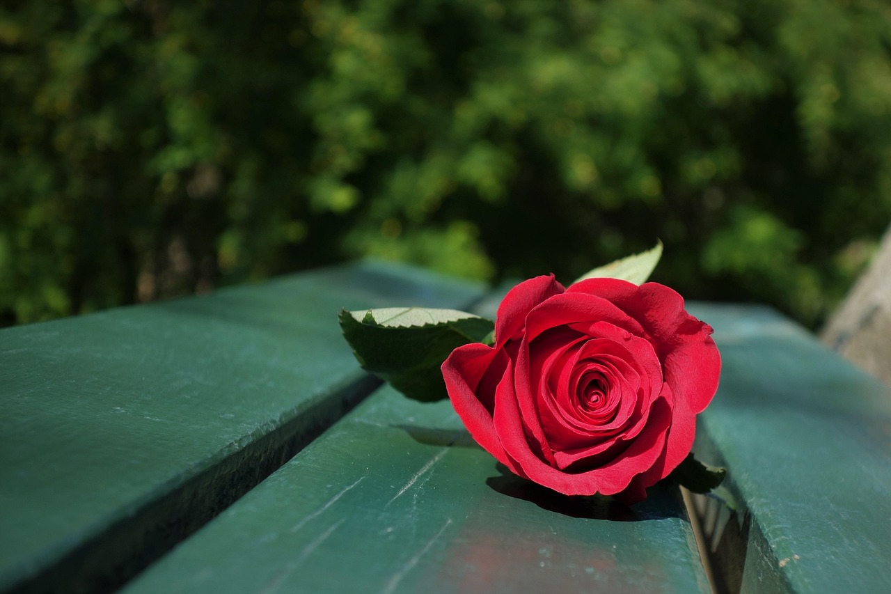 A single red rose resting on a green wooden bench outdoors.