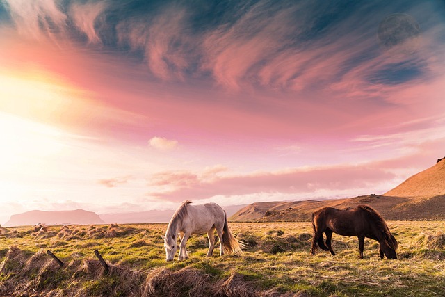 Free Sky Horse photo and picture