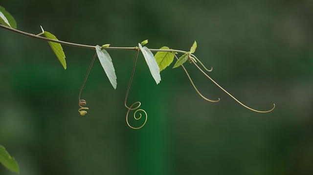 Free Leaf Climbing photo and picture