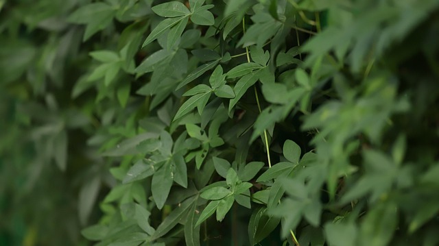 Free Foliage Leaves photo and picture