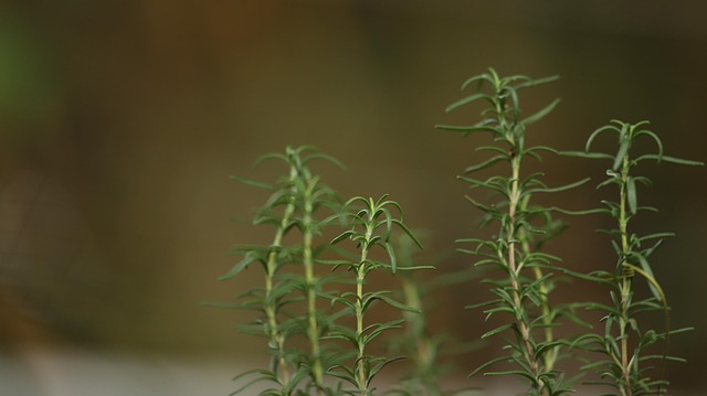 Free Plant Detail Green photo and picture