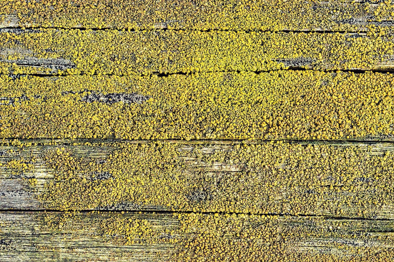 Perque Texture 20,000+ Free Parquet Texture & Parquet Images - Pixabay