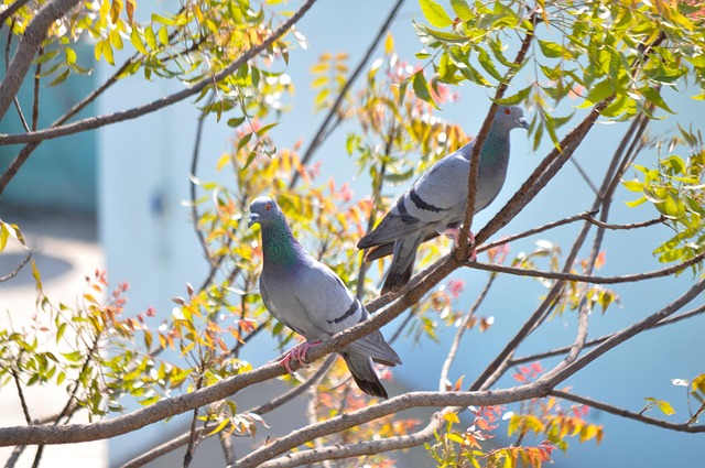 Pássaros, Pombo, Fauna, Pomba, Animal