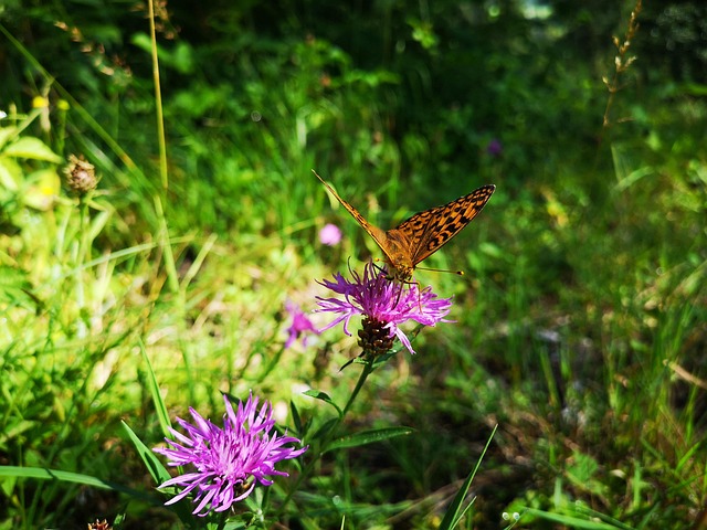 Sommerfugl, Dyr, Natur, Planter, Eng