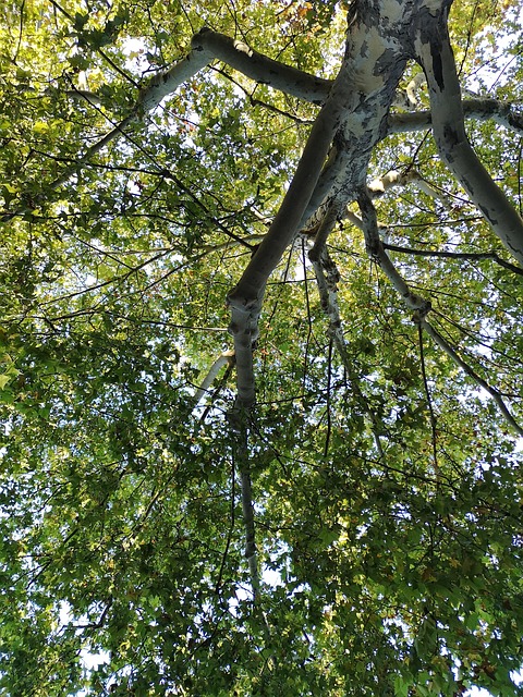 Træ, Natur, Kigger Nedefra