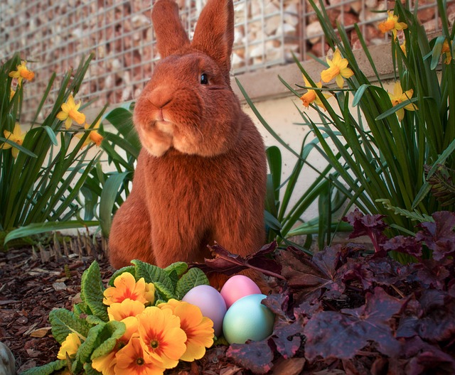 Kaninchen, Hase, Ostern, Eier, Ostereier