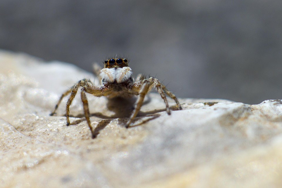 Jumping Spider Salticus Scenicus - Foto gratis en Pixabay