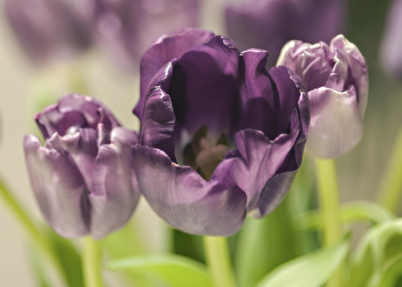 ดอกทิวลิป ธรรมชาติ ฤดูใบไม้ผลิ - ภาพฟรีบน Pixabay - Pixabay