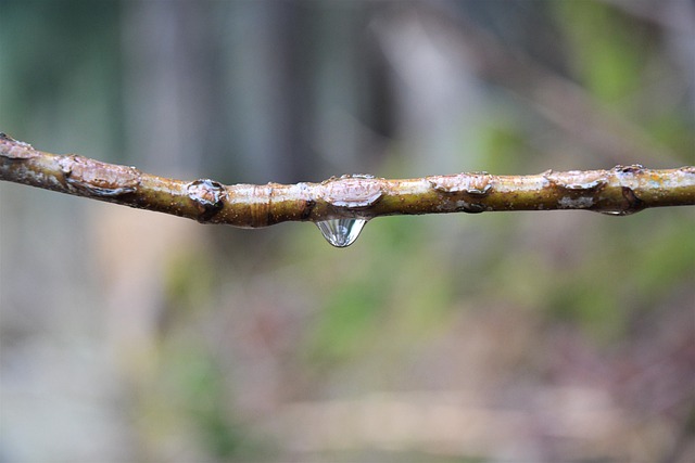 Wald, Baum, Herbst, Regen, Natur