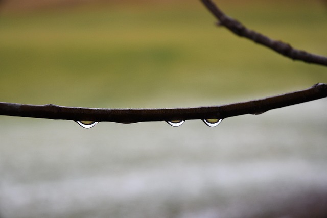 Wald, Baum, Herbst, Regen, Natur