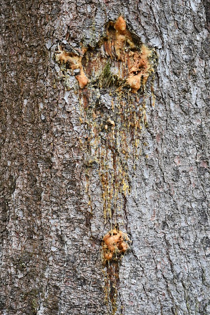 Holz, Saft, Wunde, Verwundet, Weh Tut