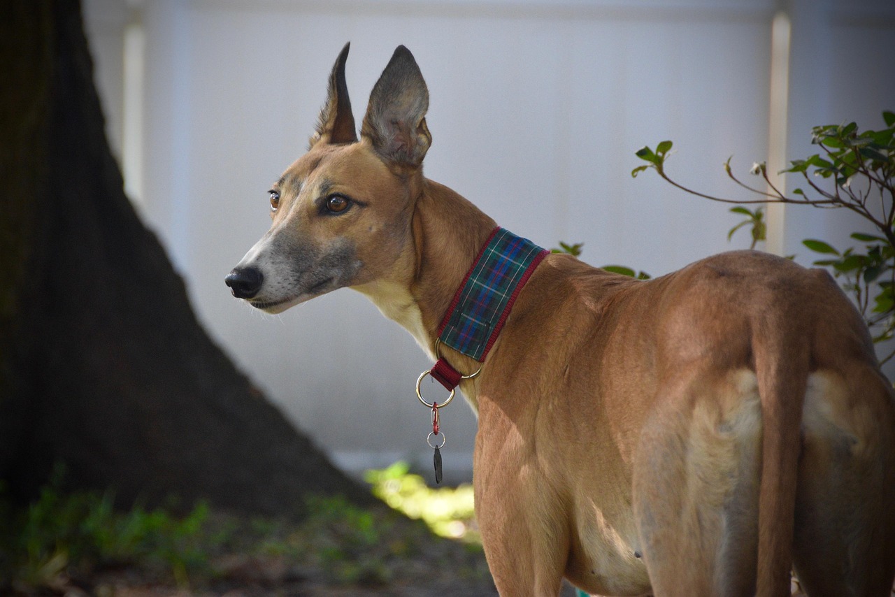 greyhound eyesight