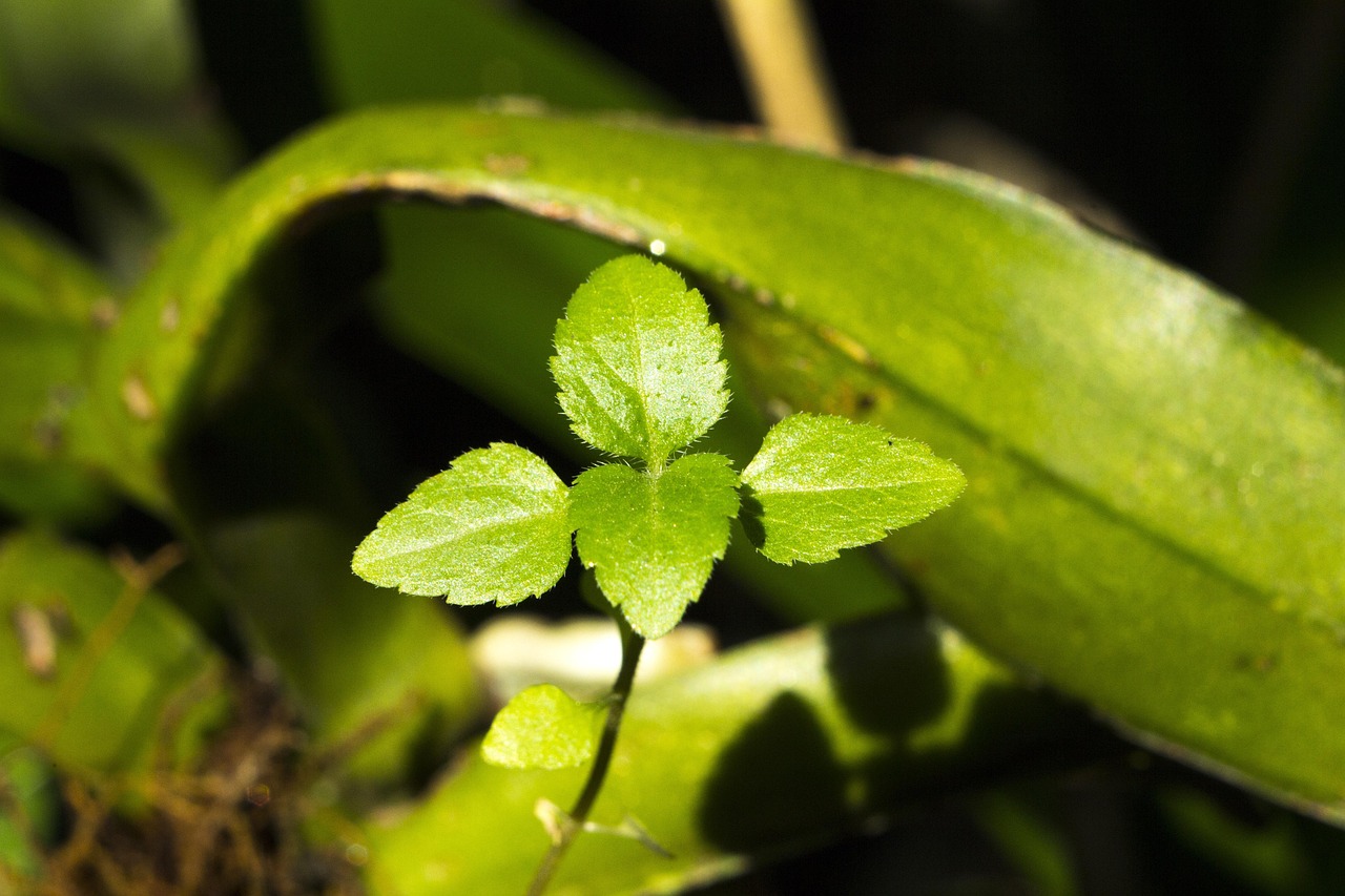 Leaf - free online jigsaw puzzle photo