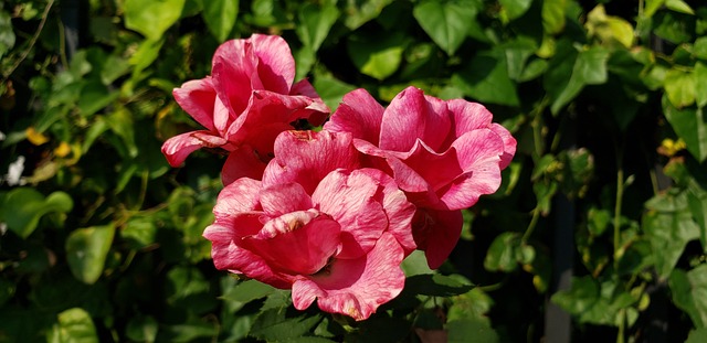 Free Flowers Nature photo and picture