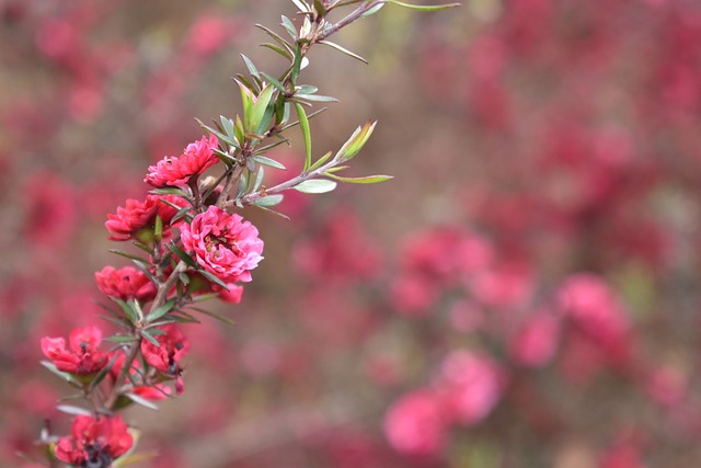 Free Pink Flowers Flowers photo and picture