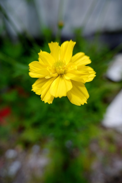 Free Yellow Flower photo and picture
