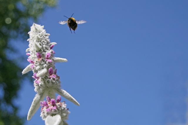 Free Bee Flower Background photo and picture