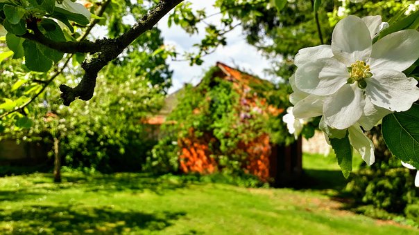 Free Apple Blossom Fruit Tree photo and picture