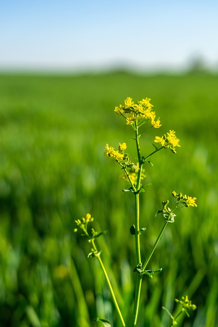 Рапс, Поле Рапса, Пейзаж, Природа