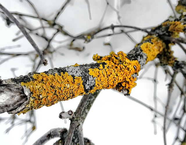 Free Microworld Macro photo and picture