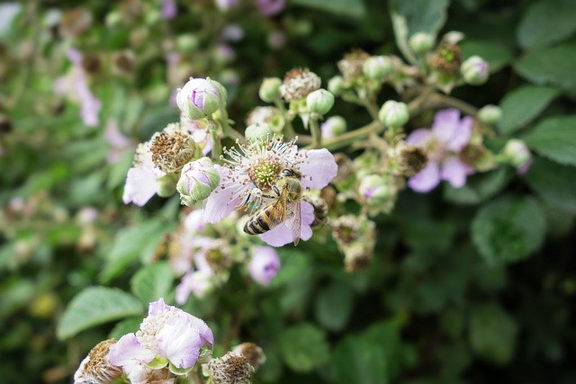 Free Bee Flower Background photo and picture