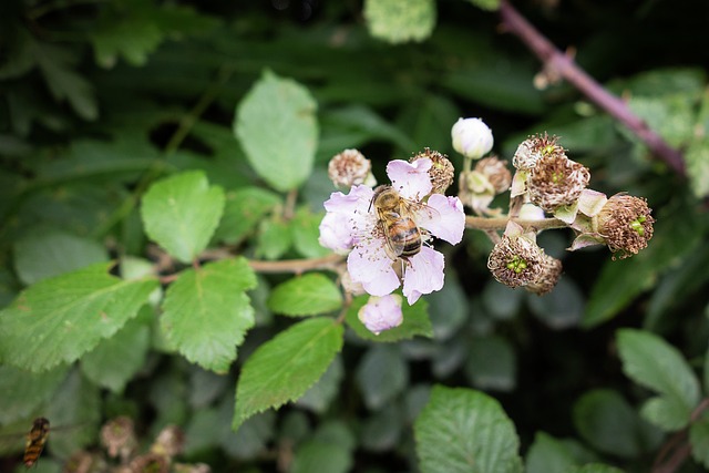 Free Bee Nature photo and picture