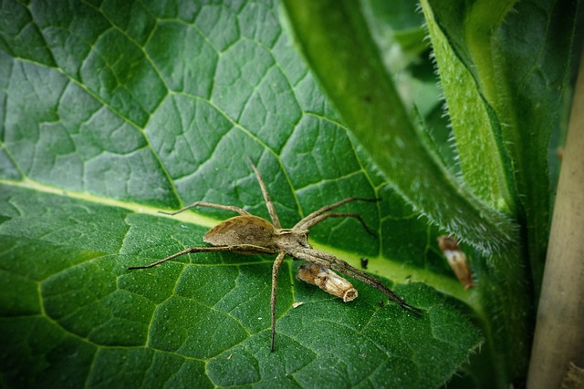 Free Spider Nature photo and picture