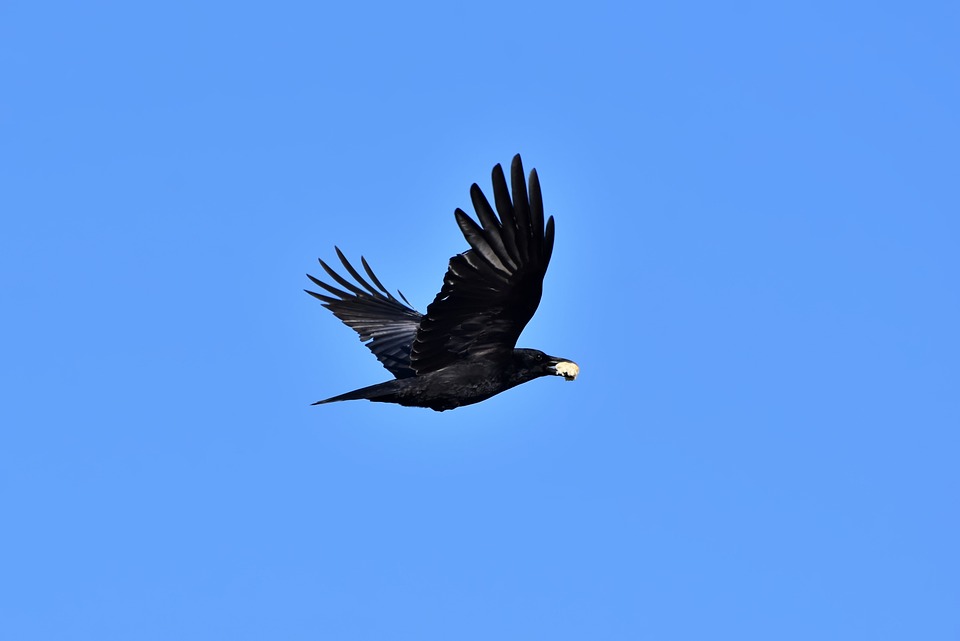 レイヴン カラス カラスの鳥 Pixabayの無料写真
