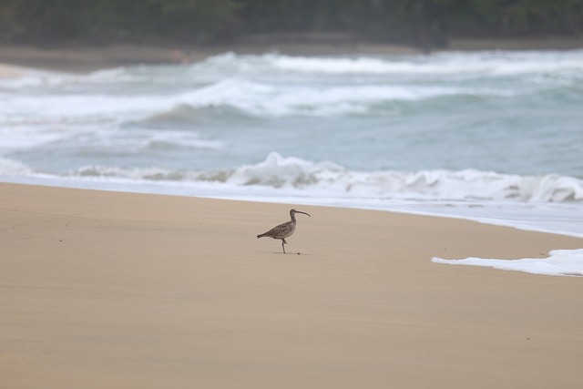Free Bird Sea photo and picture
