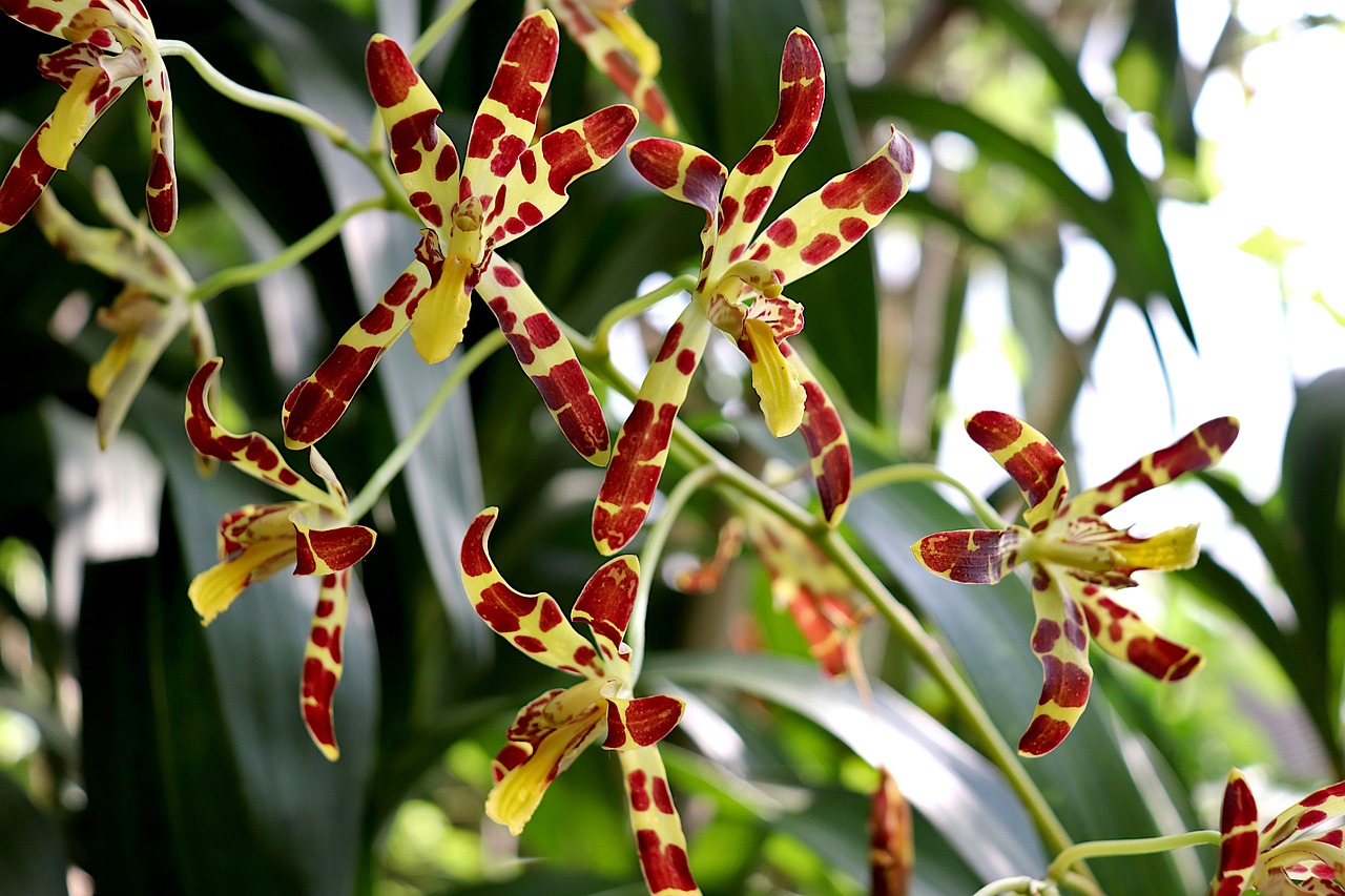 Orchid - free online jigsaw puzzle photo