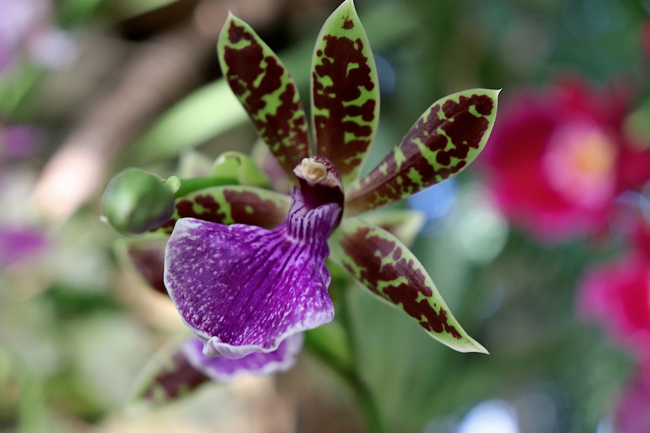 Orchid - free online jigsaw puzzle photo