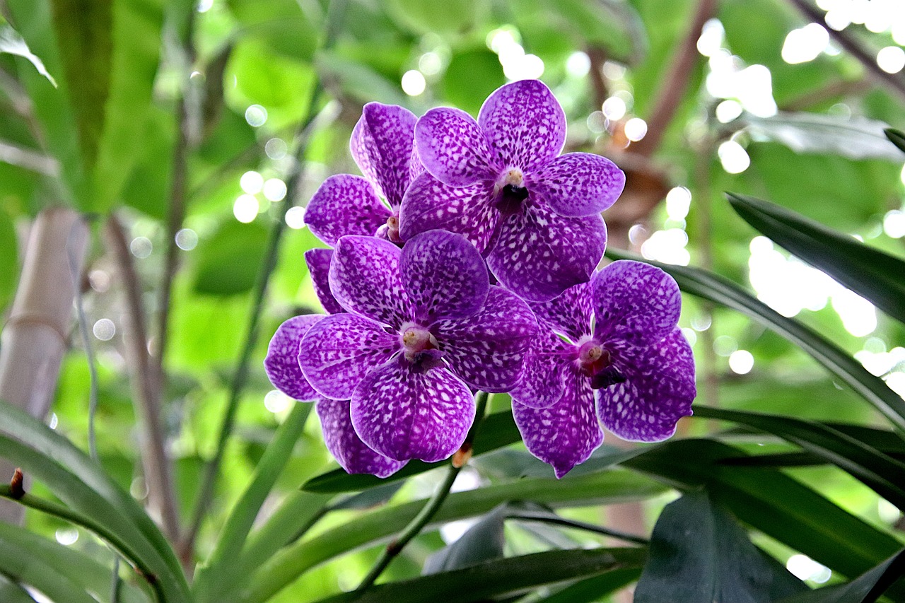Orchid - free online jigsaw puzzle photo